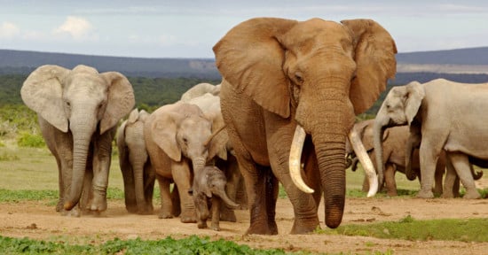 elephants