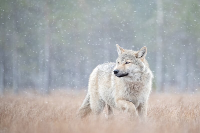 A lone wolf stands in a snowy field, looking to the side. The background is blurred, with falling snowflakes and tall grasses framing the scene. The wolf's fur is thick and light-colored, contrasting with the wintry setting.