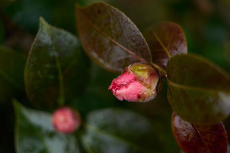A close-up of a pink flower bud surrounded by glossy, dark green leaves with droplets of water, suggesting recent rain. The background is softly blurred, highlighting the main bud in the foreground.